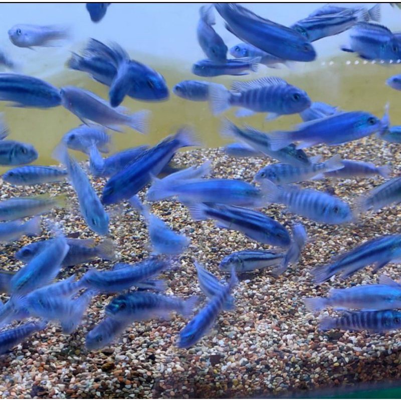 

ikan ciclid juani
