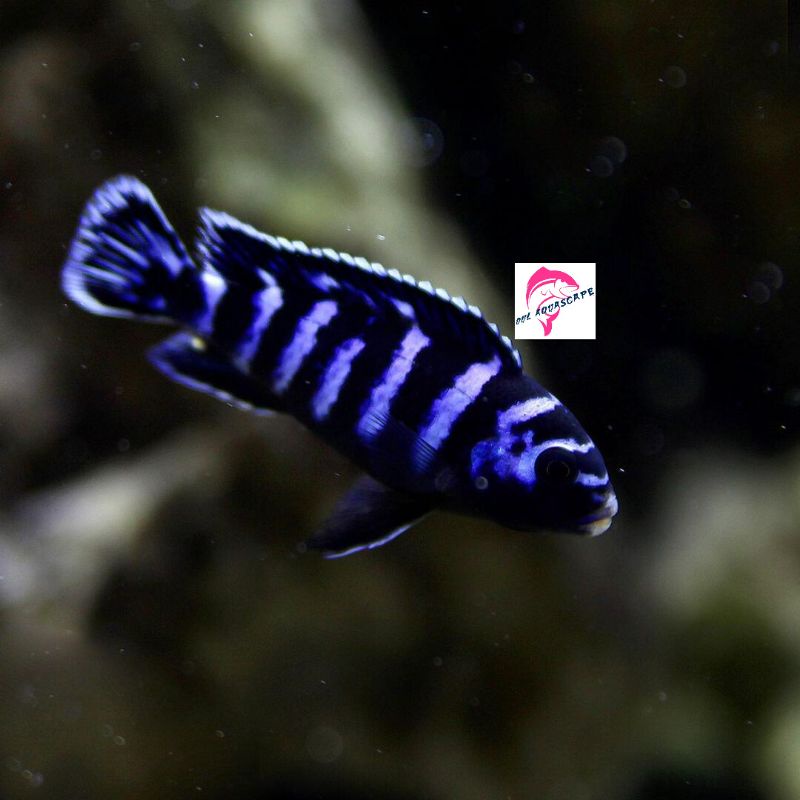 ikan hias cichlid afrika demasoni
