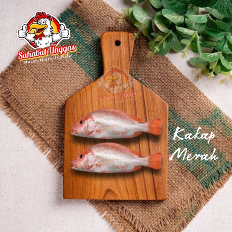 

Ikan Kakap Merah 500gr