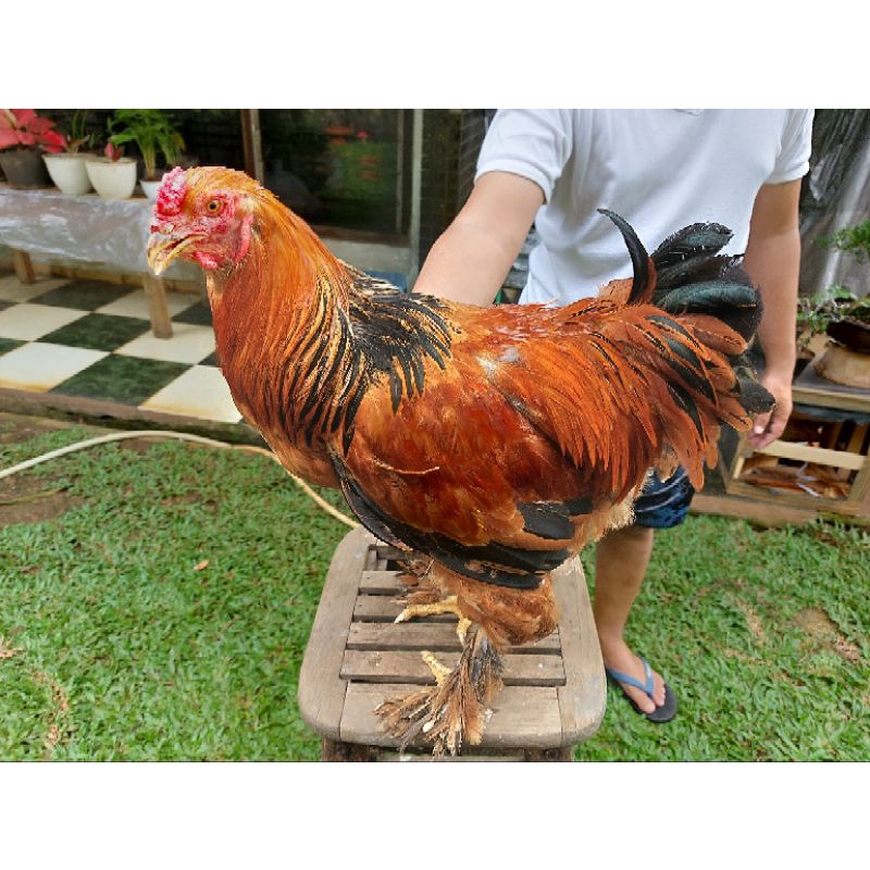 ayam brahma jantan trah gold partridge 9 bulan up