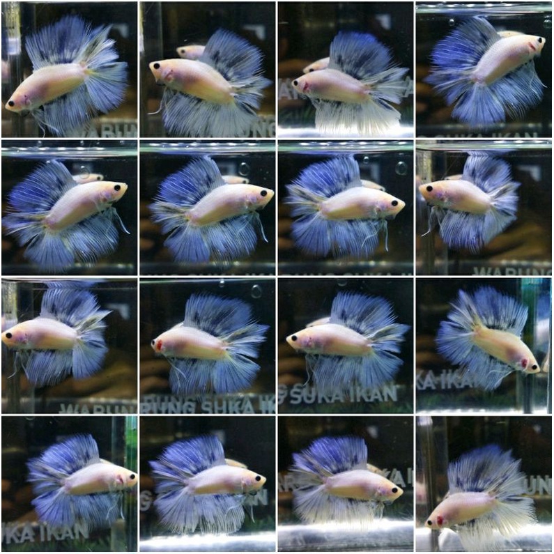 HIASAN AKUARIUM HMDT GRIZLE MASCOT SERIES 100% REALPICT (10DTHMMB)