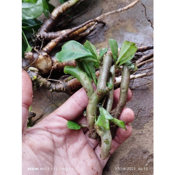 STEK POHON GINSENG JAWA  50 STEK / BIBIT GINSENG JAWA