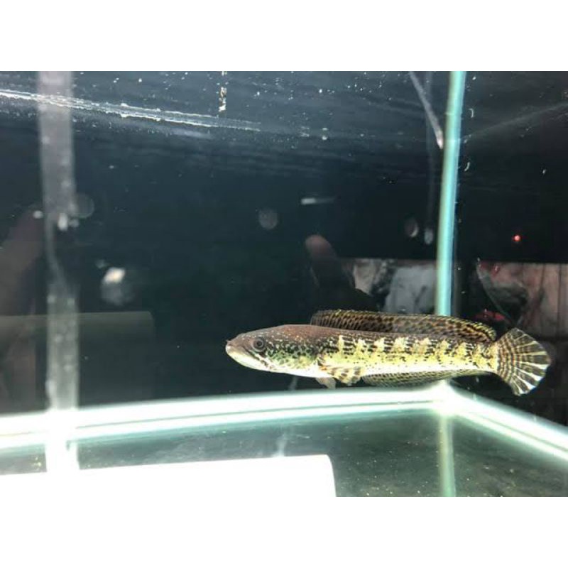 BIBIT IKAN CHANA AURANTI 3-5CM