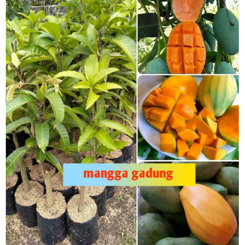 Bibit Mangga Unggul Ready Tabulampot Buah Manis