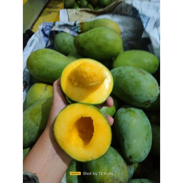 

mangga clonal