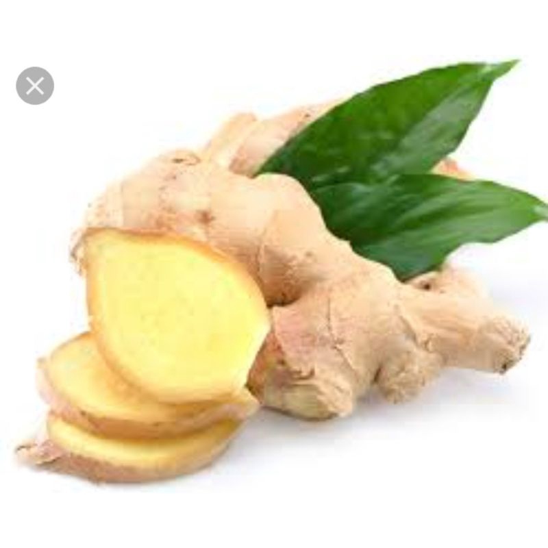 

JAHE FRESS BUMBU DAPUR