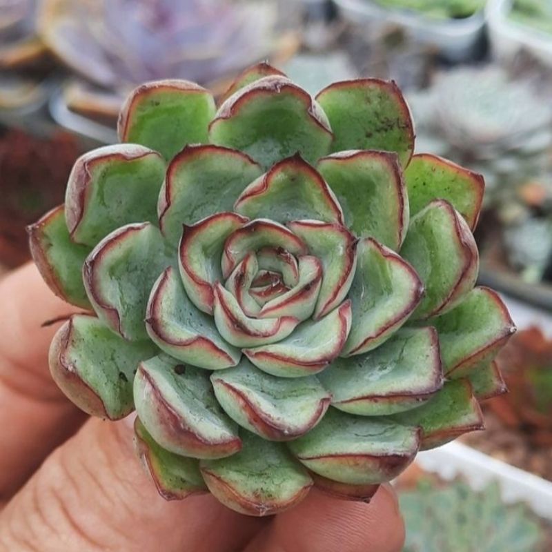 Sukulen Echeveria Pulidonis / Echeveria Lipstik Pulidonis