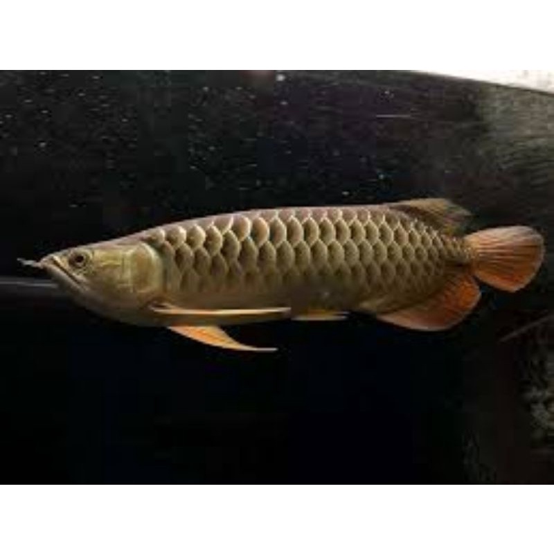 red tail golden / golden red ukuran 20-22cm