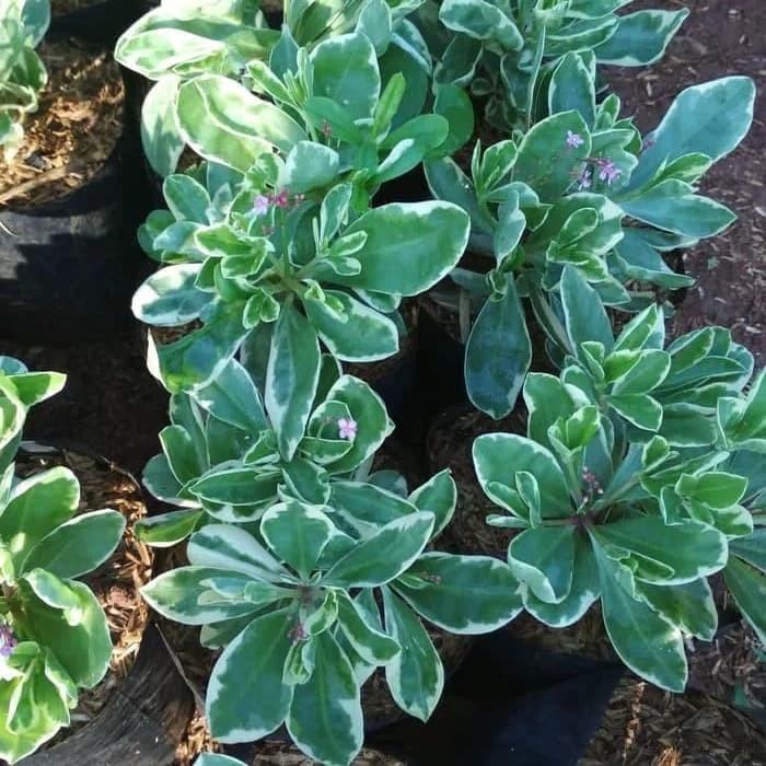 tanaman hias gingseng varigata / tanaman hias gingseng / pohon gingseng varigata / tanaman gingseng