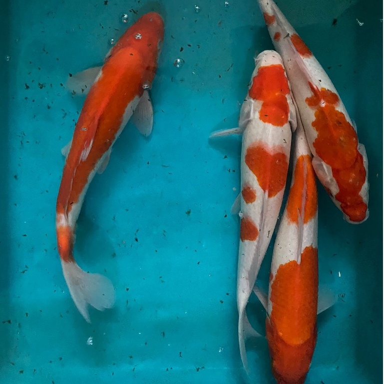 IKAN KOI KOHAKU Blitar 38-40cm Grade A+