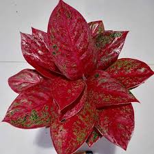 Aglaonema red stardust / Aglonema red stardus Mmnursery/ Aglonema red stardust/tanaman hias merah mura meriah (Tanaman hias aglaonema red stardust) -