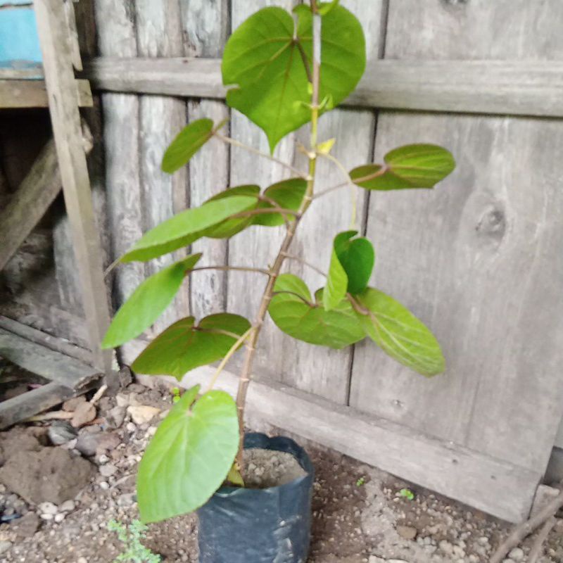 BONSAI WARU TAIWAN/BIBIT BAHAN BONSAI