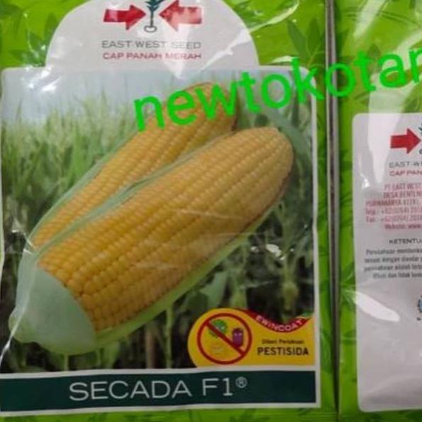 COD Benih jagung manis SECADA F1 1800 butir dari panah merah secada (ART. Z992)