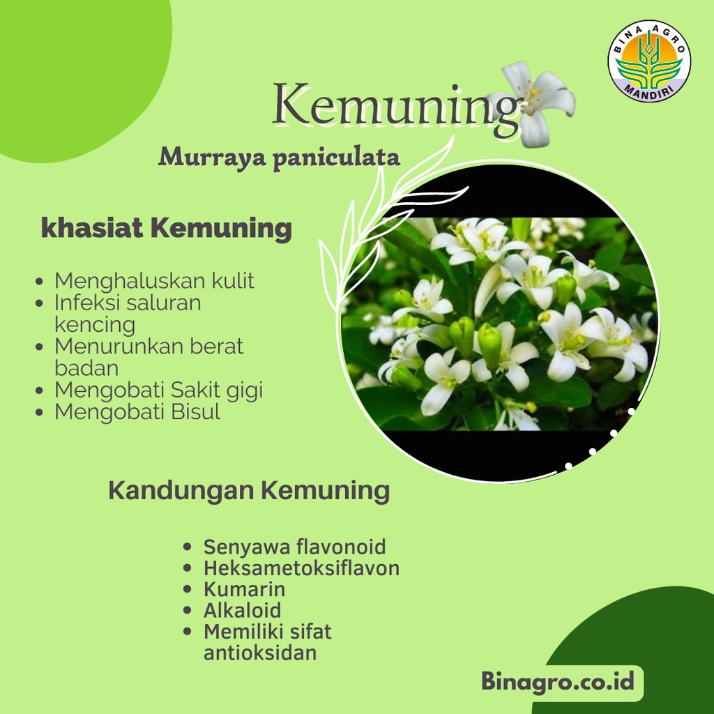 

KEMUNING Ekstrak Extract Jamu Kemuning Murni Tanpa Campuran 500 gram 1 kg Premium Binagro