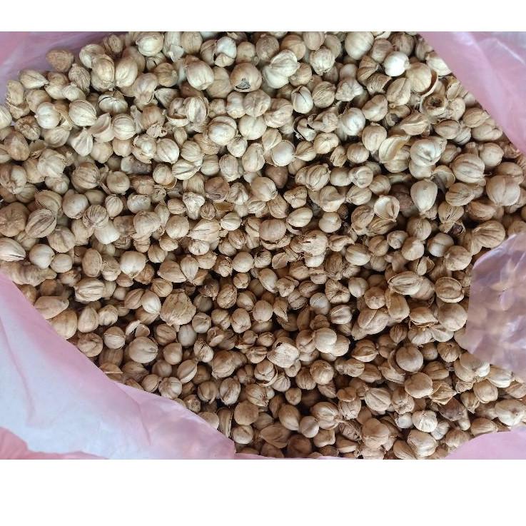 

Untuk Anda--Kapulaga Putih Jawa Asli! Murni!!! / kapolaga / White Cardamon 100 G Gram