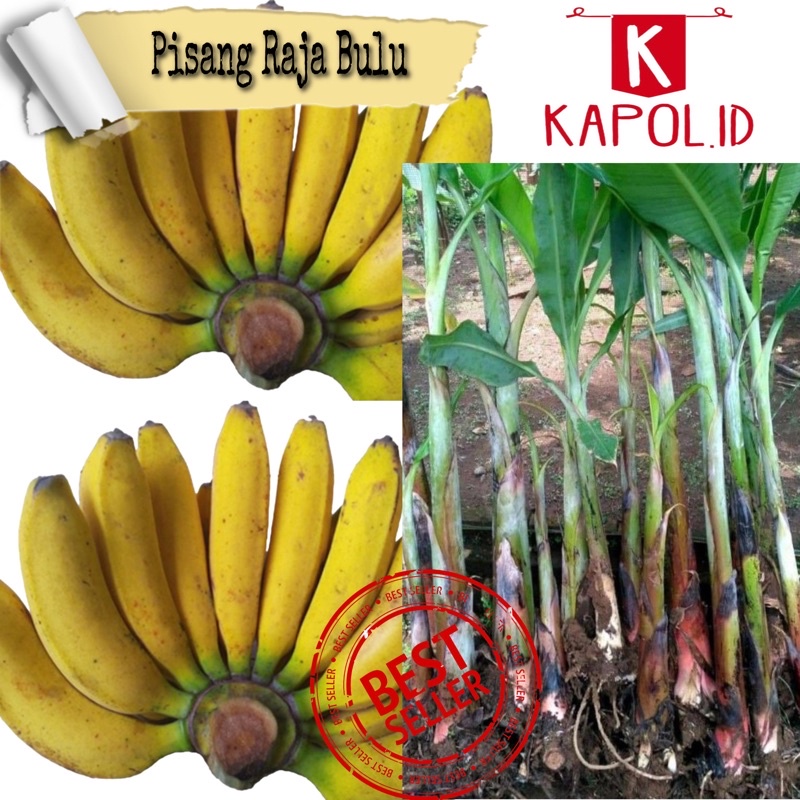bibit pisang raja bulu super unggul