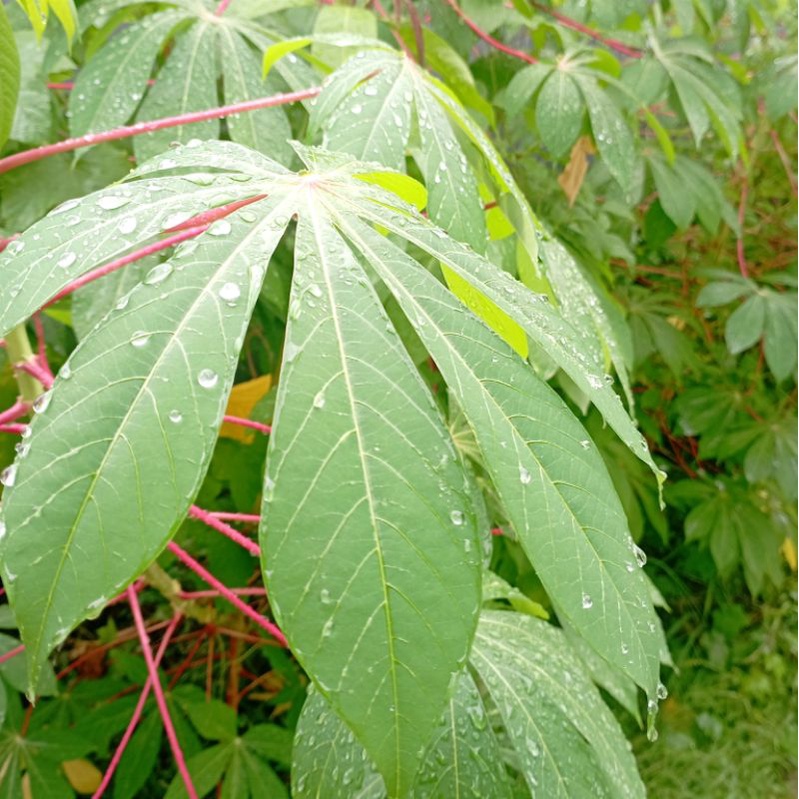 

Daun Singkong Segar (350 Gram)