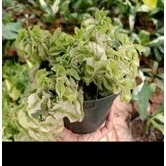 Tanaman hias gantung hoya curly-patah tulang tanaman hias gantung