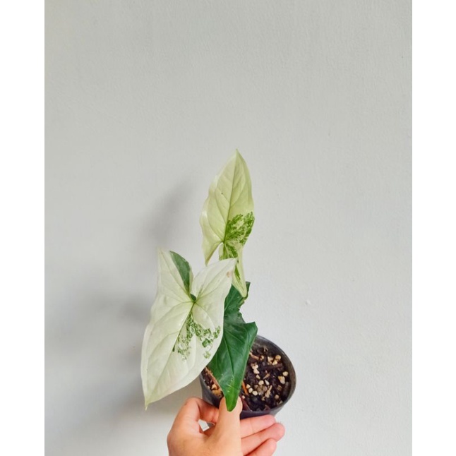 syngonium variegata putih syngonium albo variegata
