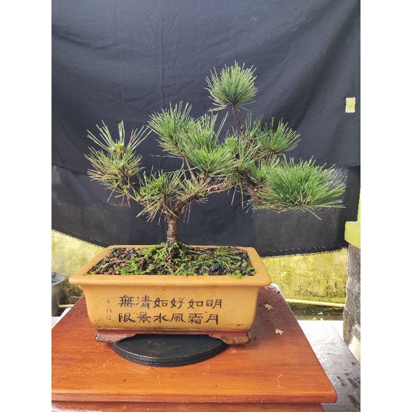 Japanese Black Pine