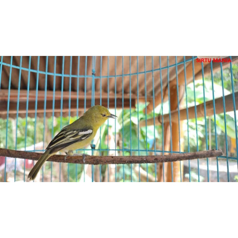 burung sirtu/cipow pilihan jantan