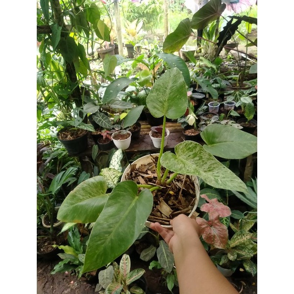 Philodendron Giganteum Marbel