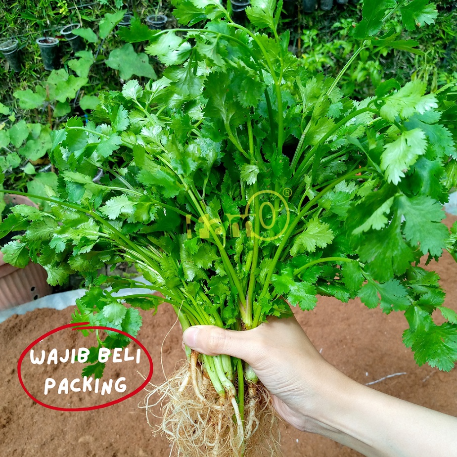 

Coriander / Cilantro / Daun Ketumbar Herba Fresh Herbs FAM Organik