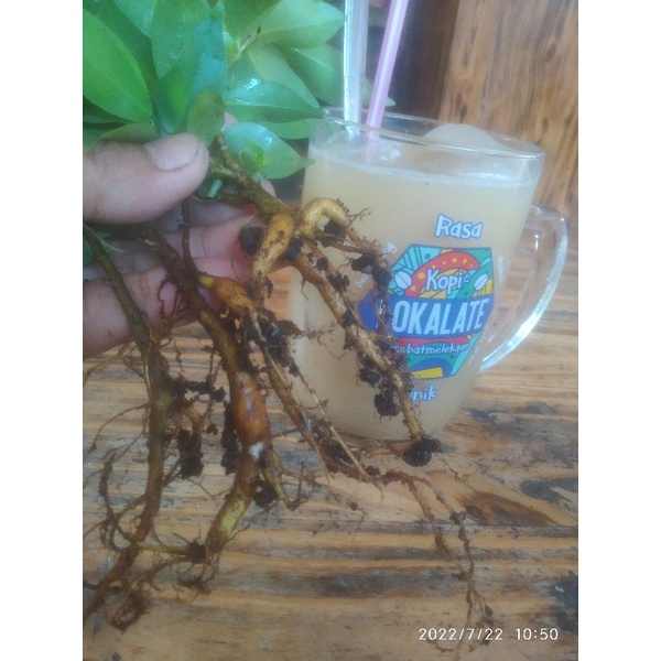 Tanaman Ficus Microcarpa (iprik) caudex