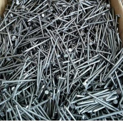 Come--PAKU KAYU 7 CM (1 KG)