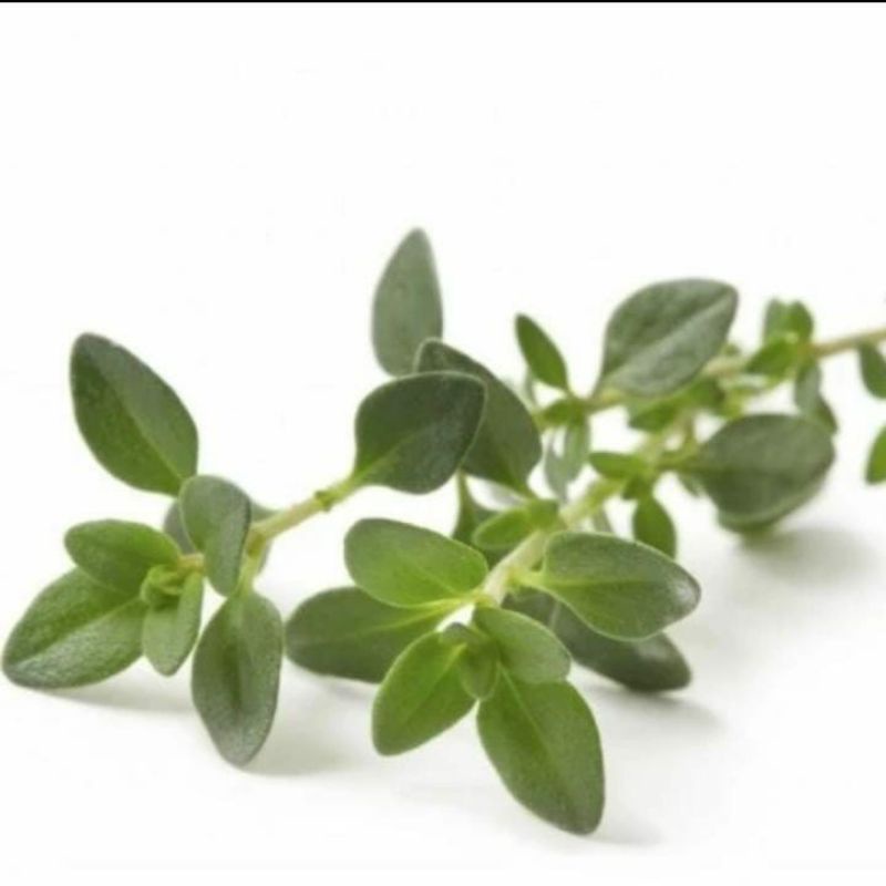 

THYME, HERBS