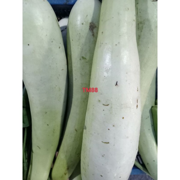 

LABU AIR PANJANG SEGAR