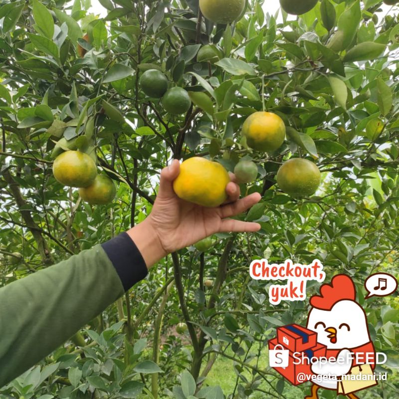 

Jeruk siam madu 10kg [kemasan fruit box]