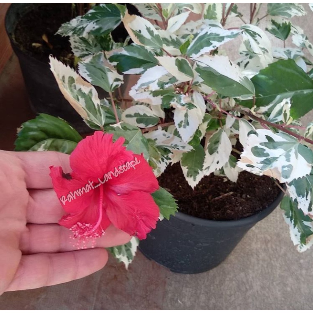 Tanaman hidup bunga sepatu varigata / tanaman hias bunga sepatu / tanaman kembang sepatun / bibit ta