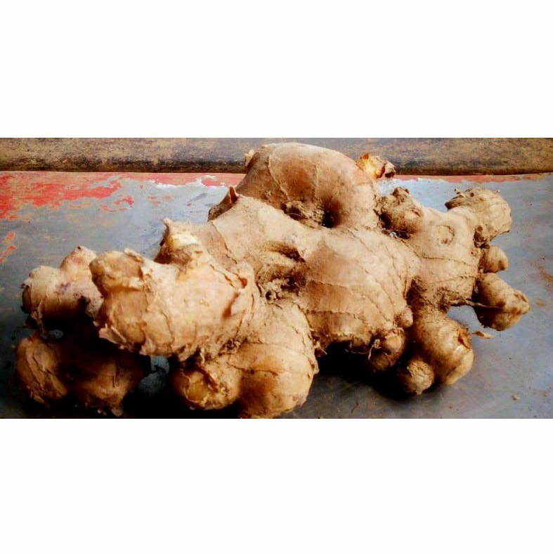 

Lempuyang Segar Herbal 1kg Organik