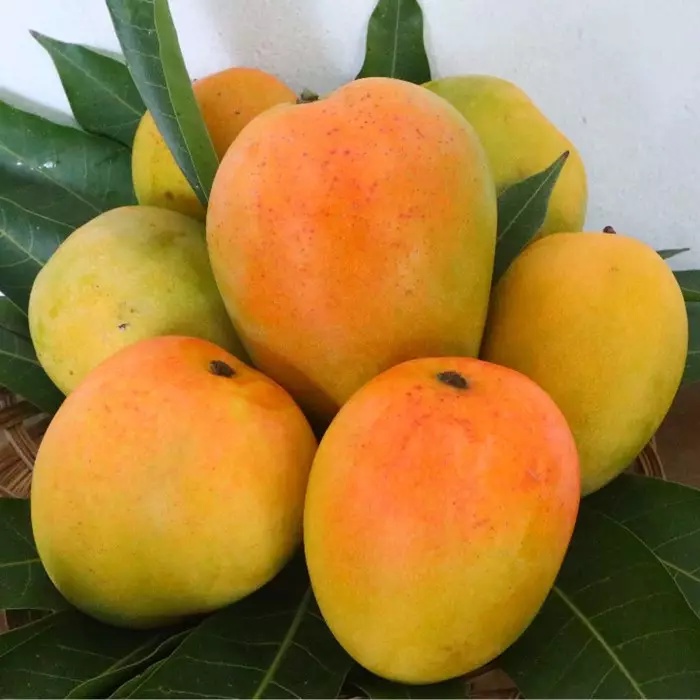 Bibit Mangga Gedong Gincu Super Unggul