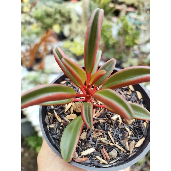 Sukulen Peperomia