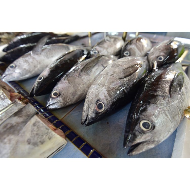 

IKAN TONGKOL