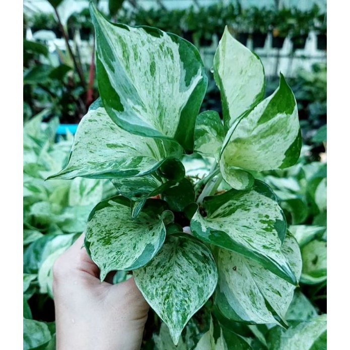 tanaman epipremnum manjula