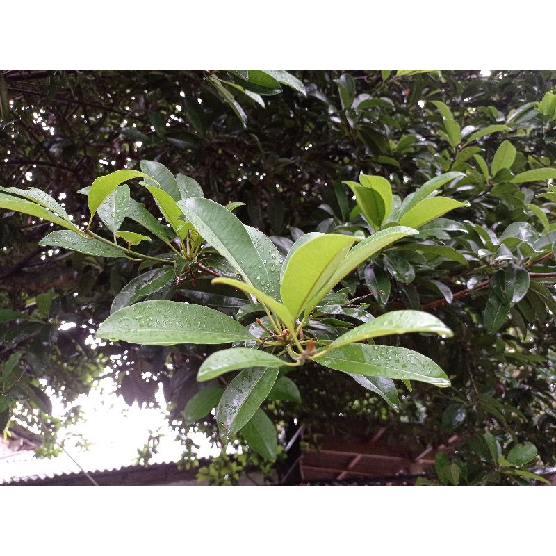 

Daun Buah Sawo Fresh Petik Langsung Dari Pohon