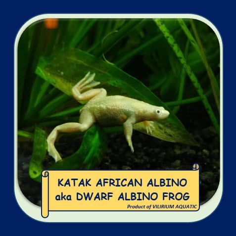 IKAN HIAS AIR TAWAR - KATAK AFRIKA PLATINUM/ KATAK KERDIL PLATINUM/ AFRICAN DWARF FROG