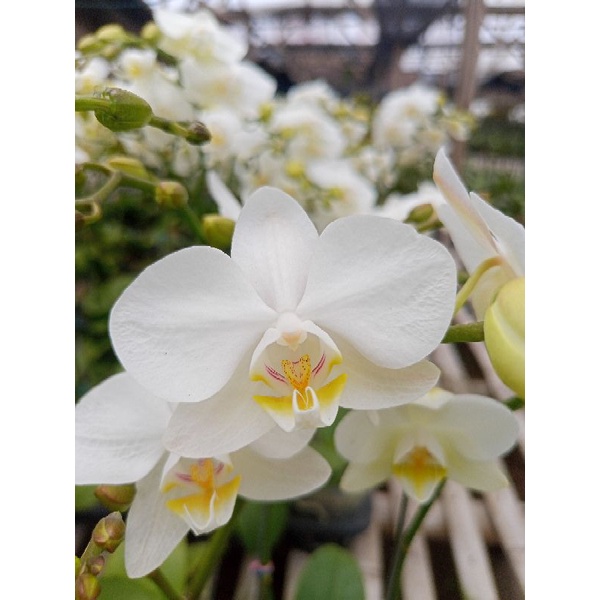 anggrek bulan grade B putih lidah kuning phalaenopsis hybrid bunga mini kondisi spike