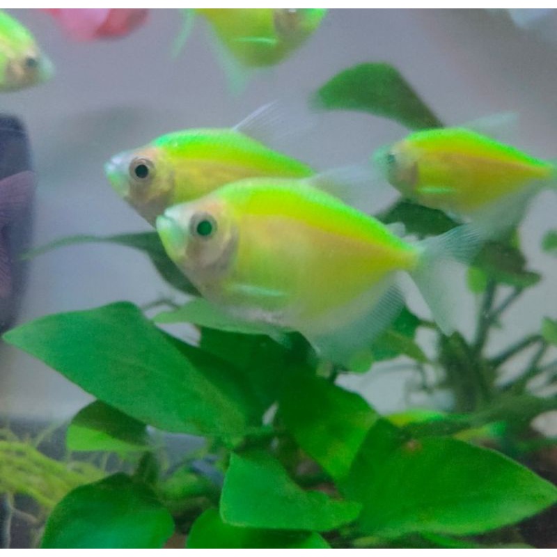 

ikan glofis tetra hijau stabilo