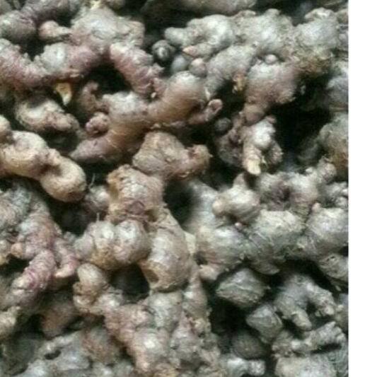 

SALE✅Jahe Merah Segar 500 gram|RA4