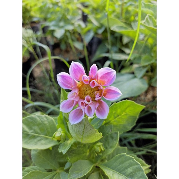 Tanaman bunga dahlia bisa pilih warna