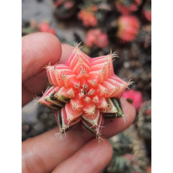 miha hybrid varigata