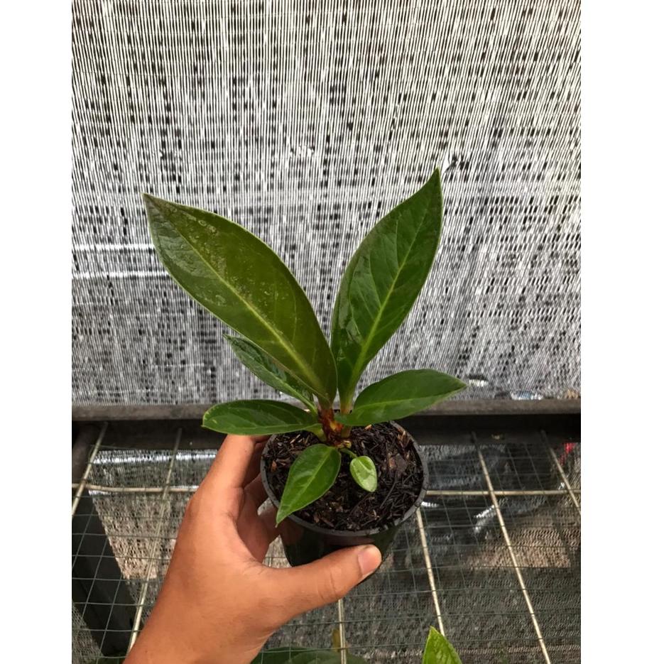 Jemani Jaguar "SZL.18Oc22ᴹ"