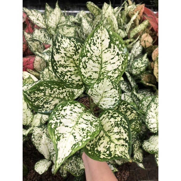 aglaonema dud white lokal