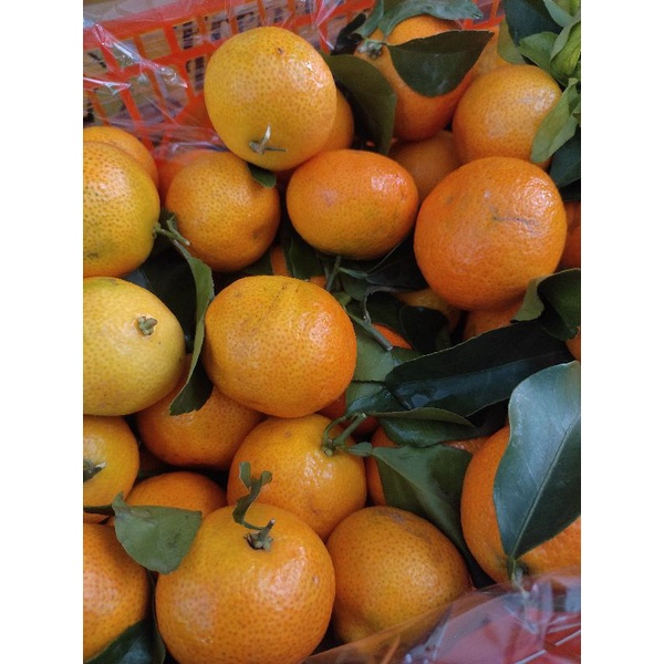 

Jeruk Santang Birma 1kg