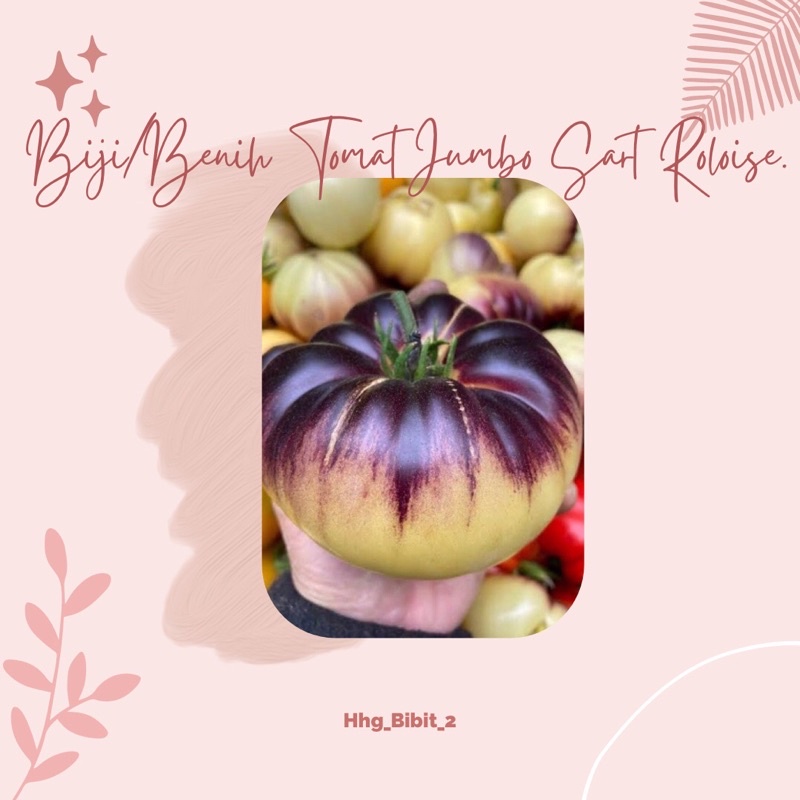 Biji/Benih Tomat Jumbo Sart Roloise.