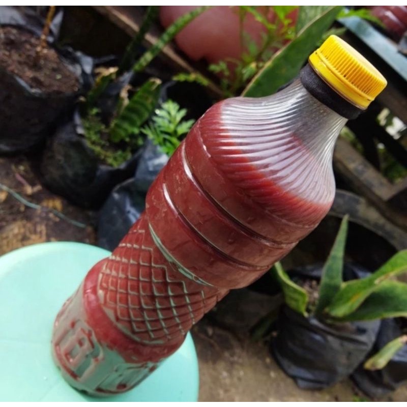 biang pupuk bakteri fotosintesis psb merah tahunan super kental 500 ml
